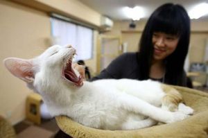 � ���� �������� ���� - �����